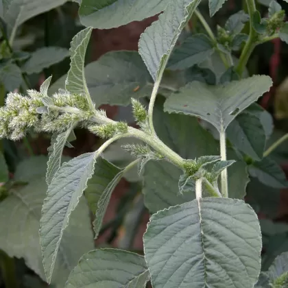 Laskavec ohnutý - František Matoušek