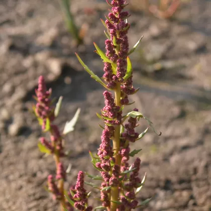 Lebeda hrálovitá - František Matoušek