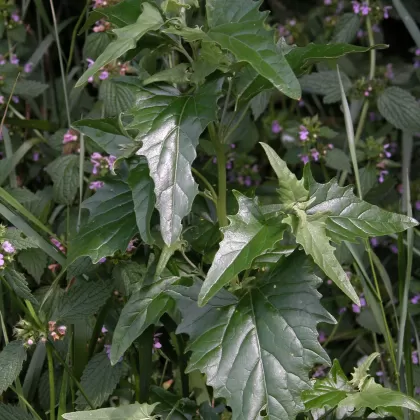 Lebeda lesklá - František Matoušek