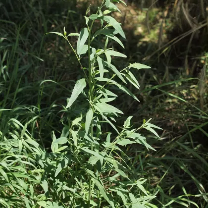 Lebeda rozkladitá - František Matoušek