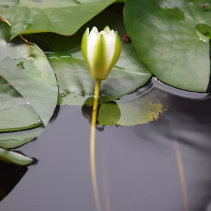 Leknín bělostný - František Matoušek