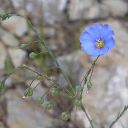 Len rakouský - František Matoušek