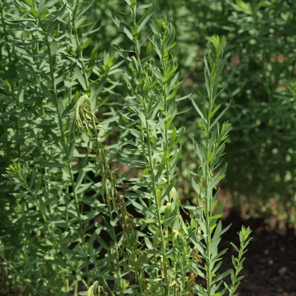 Len setý - František Matoušek