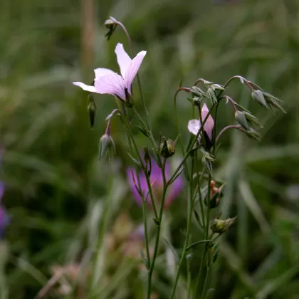 Len tenkolistý - František Matoušek
