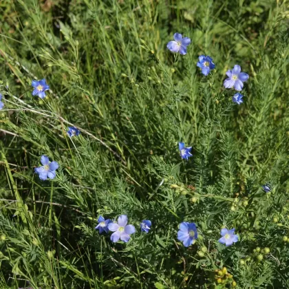 Len vytrvalý karpatský - František Matoušek