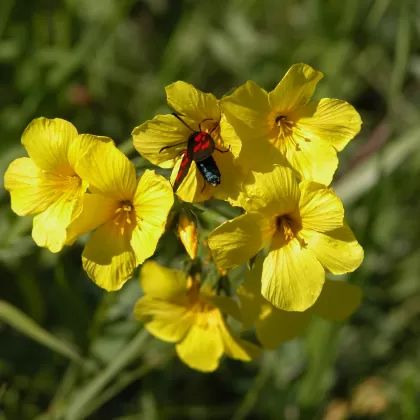 Len žlutý - František Matoušek