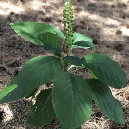 Líčidlo jedlé - František Matoušek