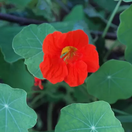 Lichořeřišnice větší - František Matoušek