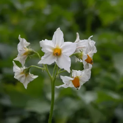 Lilek brambor - František Matoušek