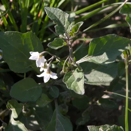 Lilek černý - František Matoušek