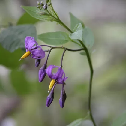 Lilek potměchuť - František Matoušek