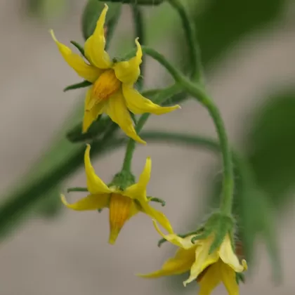 Lilek rajče (Rajče jedlé) - František Matoušek