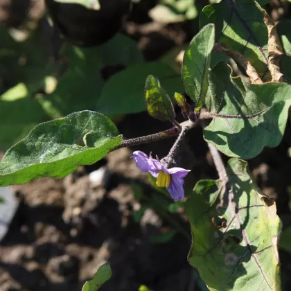 Lilek vejcoplodý (Baklažán) - František Matoušek