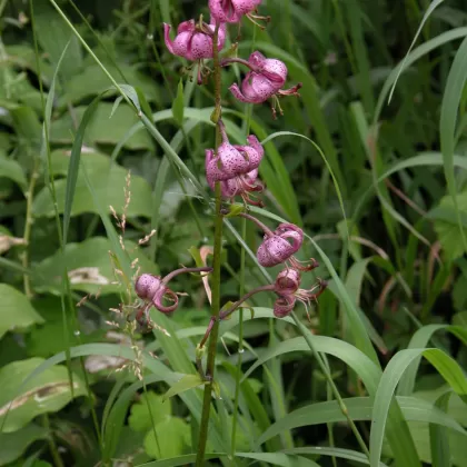 Lilie zlatohlavá - František Matoušek
