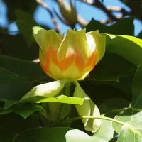 Liliovník tulipánokvětý - František Matoušek