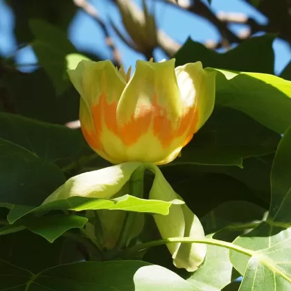 Liliovník tulipánokvětý - František Matoušek