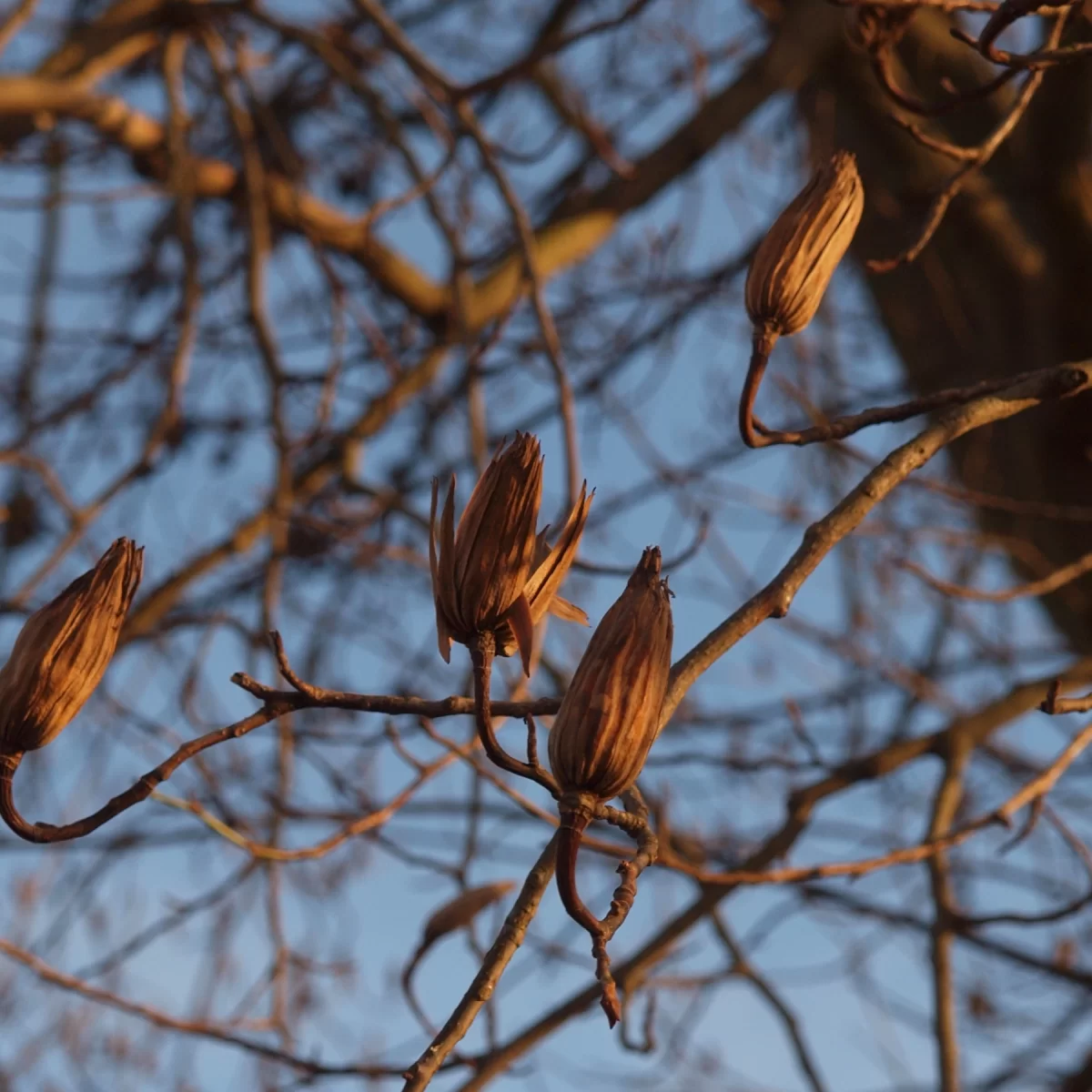 Liliovník tulipánokvětý. Pořízeno 26.12.2020 16:12 - František Matoušek