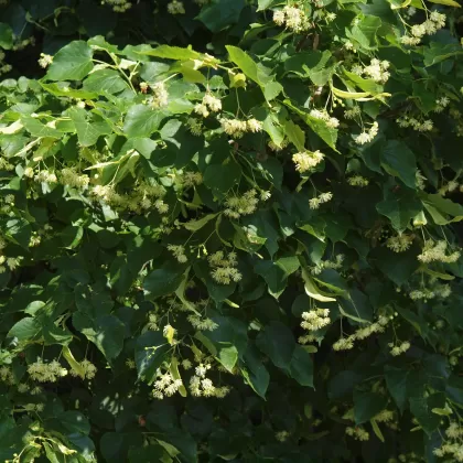 Lípa malolistá (Lípa srdčitá) - František Matoušek