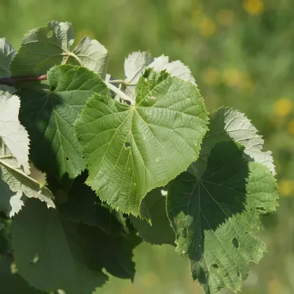 Lípa stříbrná (Lípa plstnatá) - František Matoušek