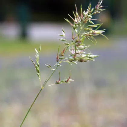 Lipnice cibulkatá - František Matoušek