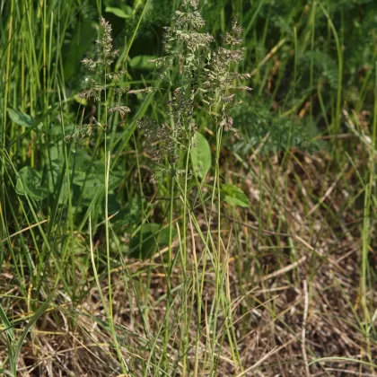 Lipnice luční - František Matoušek