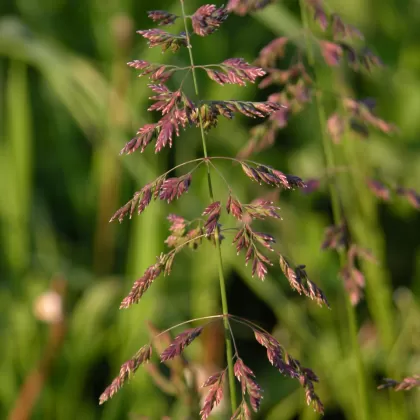 Lipnice obecná - František Matoušek