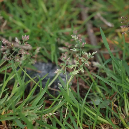 Lipnice roční - František Matoušek