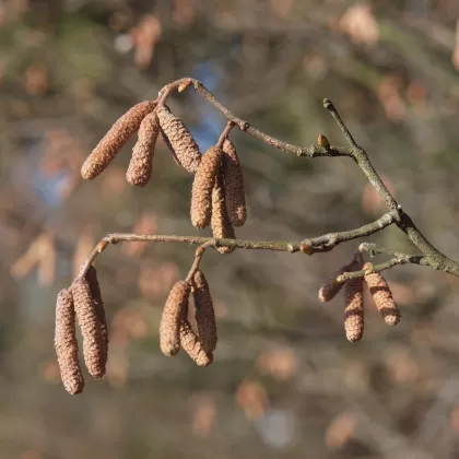 Líska obecná - František Matoušek