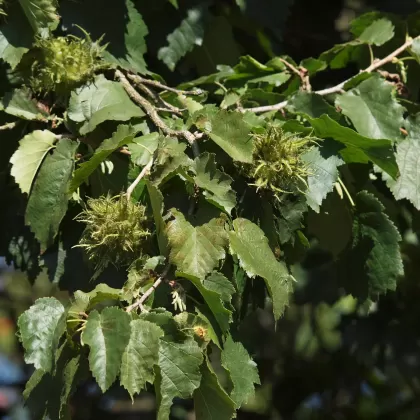 Líska turecká - František Matoušek