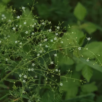 Lněnka bavorská - František Matoušek