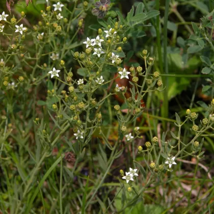 Lněnka lnolistá - František Matoušek