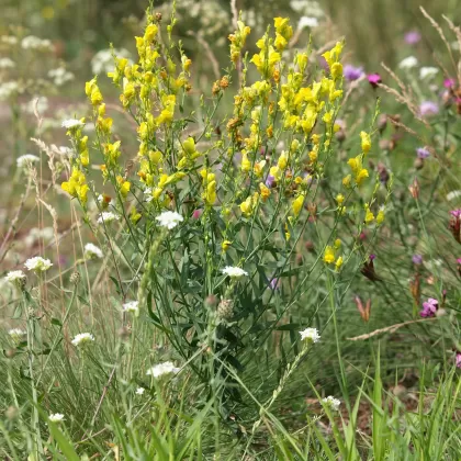 Lnice kručinkolistá - František Matoušek
