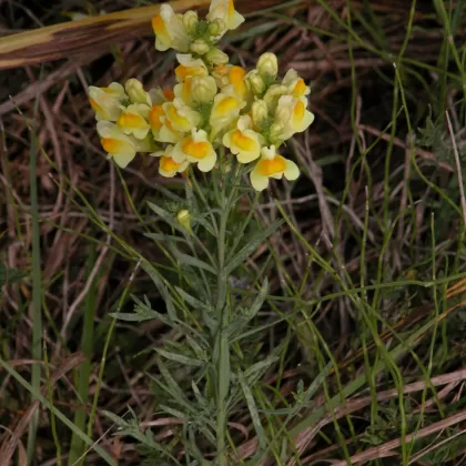 Lnice květel - František Matoušek