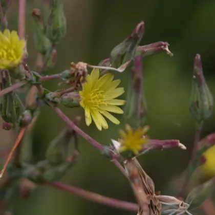 Locika kompasová - František Matoušek