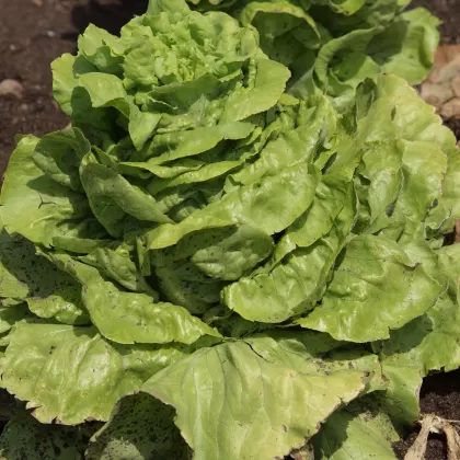 Locika setá - František Matoušek