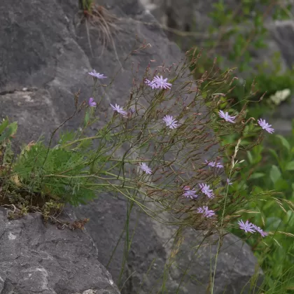 Locika vytrvalá - František Matoušek