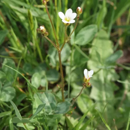 Lomikámen zrnatý - František Matoušek