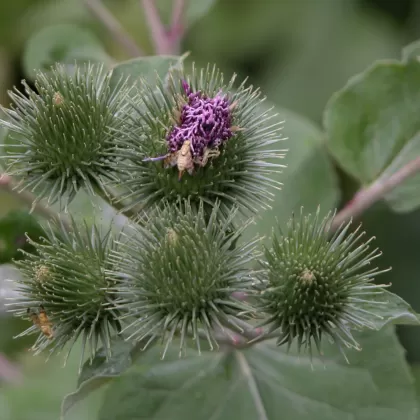 Lopuch menší - František Matoušek