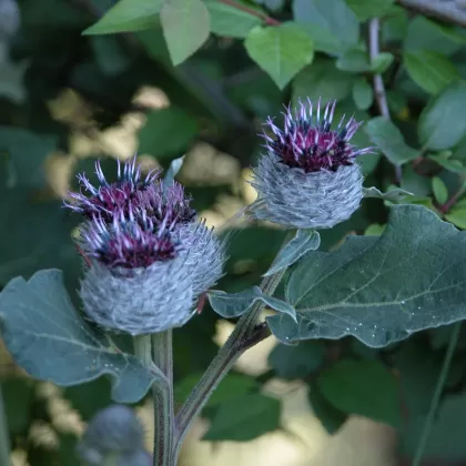 Lopuch plstnatý - František Matoušek