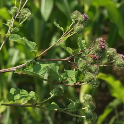 Lopuch větší - František Matoušek