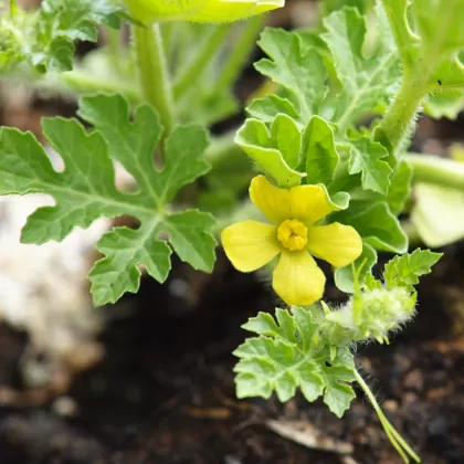 Lubenice obecná (Meloun vodní) - František Matoušek