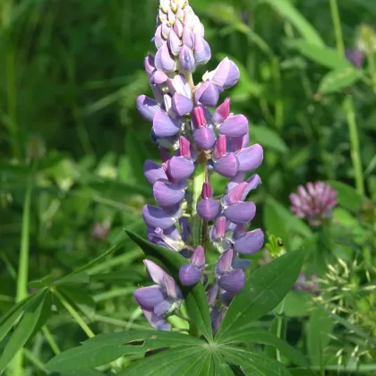 Lupina mnoholistá (Vlčí bob) - František Matoušek