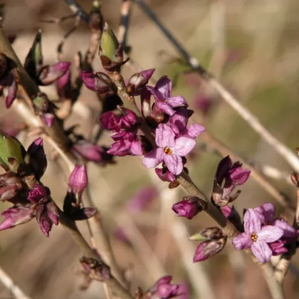 Lýkovec jedovatý - František Matoušek