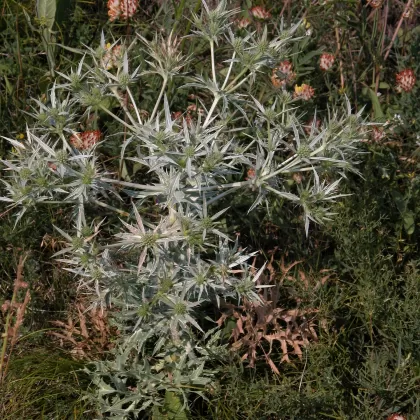 Máčka ladní - František Matoušek