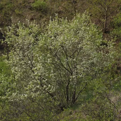 Mahalebka obecná - František Matoušek