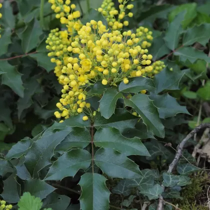 Mahonie cesmínolistá - František Matoušek
