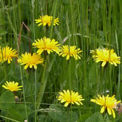 Máchelka srstnatá (Pampeliška srstnatá) - František Matoušek