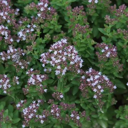 Majoránka zahradní - František Matoušek
