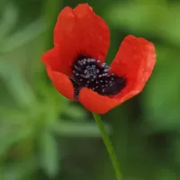 Mák polní - František Matoušek