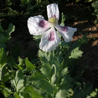 Mák setý - František Matoušek